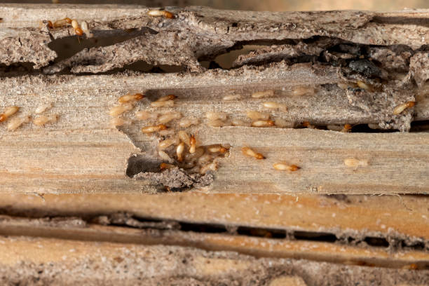 Best Insect Control  in Cockeysville, MD
