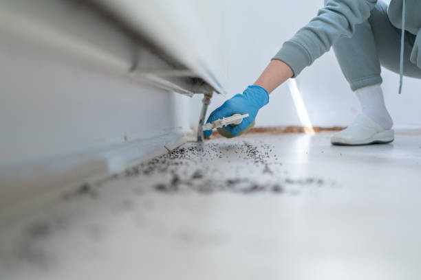 Reliable Cockeysville, MD Pest Control Solutions